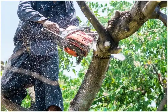 tree services Fruitvale